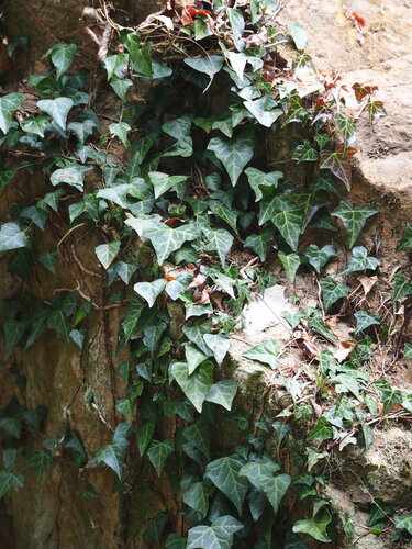Hedera rhombea