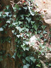Hedera rhombea, photograph author not stated, no rights reserved