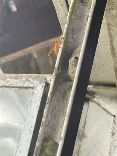 Yellow Oriental Paper Wasp