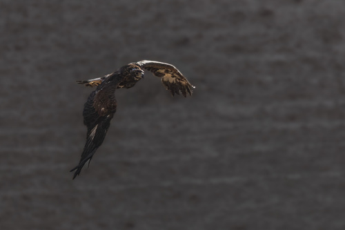 Golden Eagle