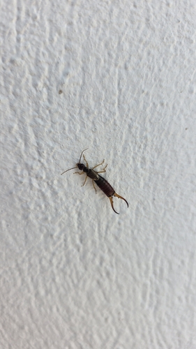 European Earwig