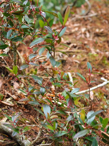 Medinilla fengii, photograph 1