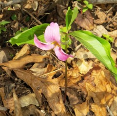 Trillium catesbaei
