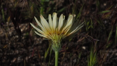 Malacothrix californica