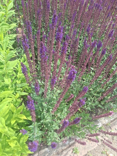 Purple Wood Sage