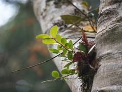 Vaccinium emarginatum