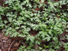 Artemisia indica, photograph author not stated, no rights reserved