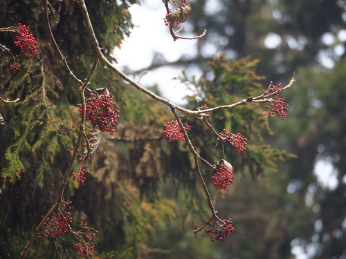 Idesia polycarpa, photograph 1