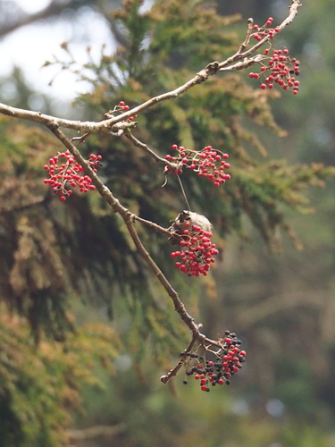 Idesia polycarpa, photograph 2
