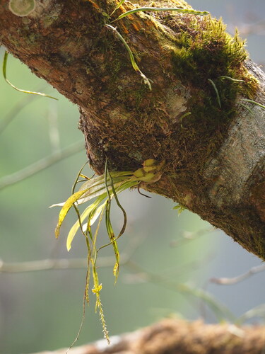 Liparis elliptica, photograph 6