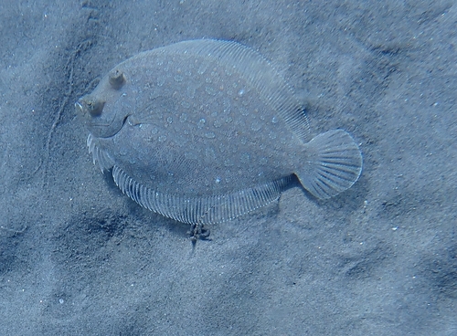 Wide-eyed Flounder