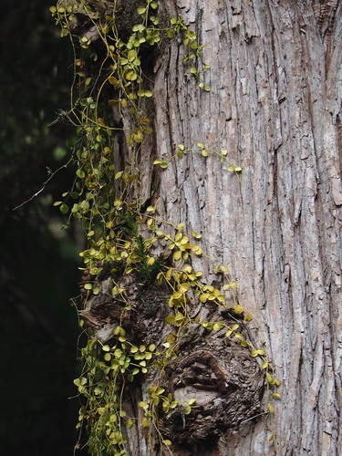 Dischidia formosana