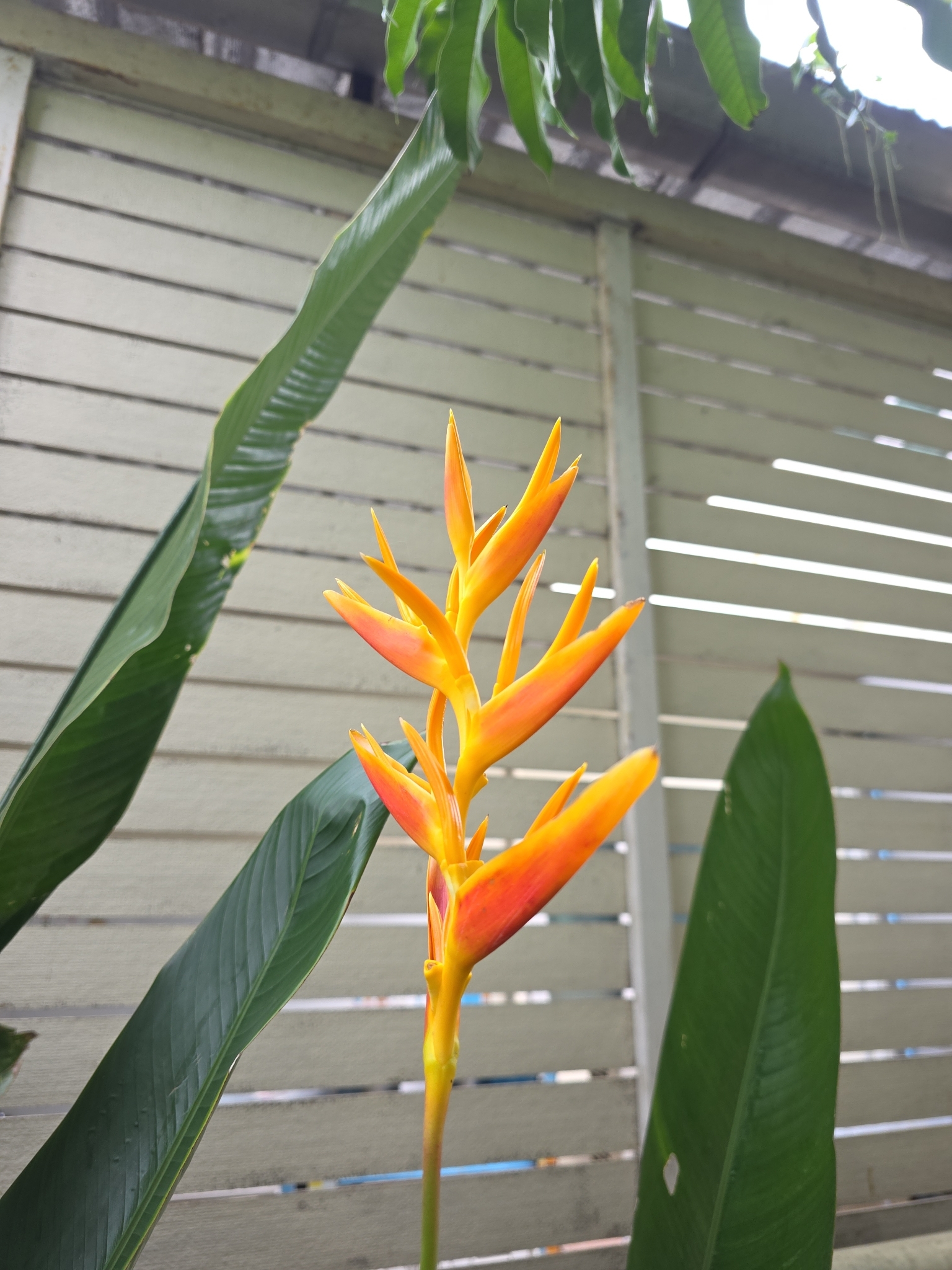 Heliconia × rauliniana Barreiros 3