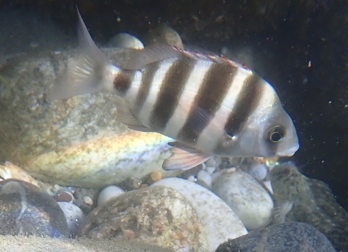 Horned Bream