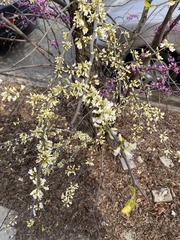 Cercis canadensis