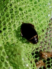 Thermonectus basillaris