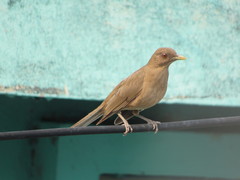 Turdus grayi