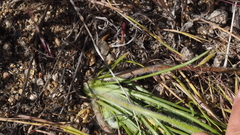 Malacothrix californica