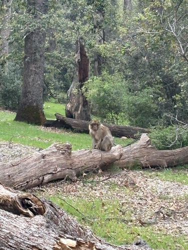 Barbary Macaque
