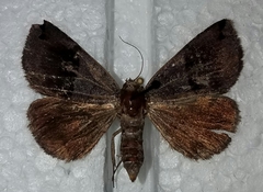 Gondysia similis
