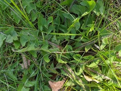 Leontodon saxatilis saxatilis