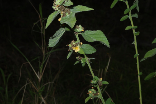 Sida cordifolia, photograph 6