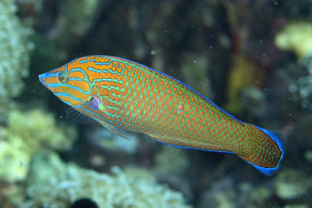Chain-lined Wrasse