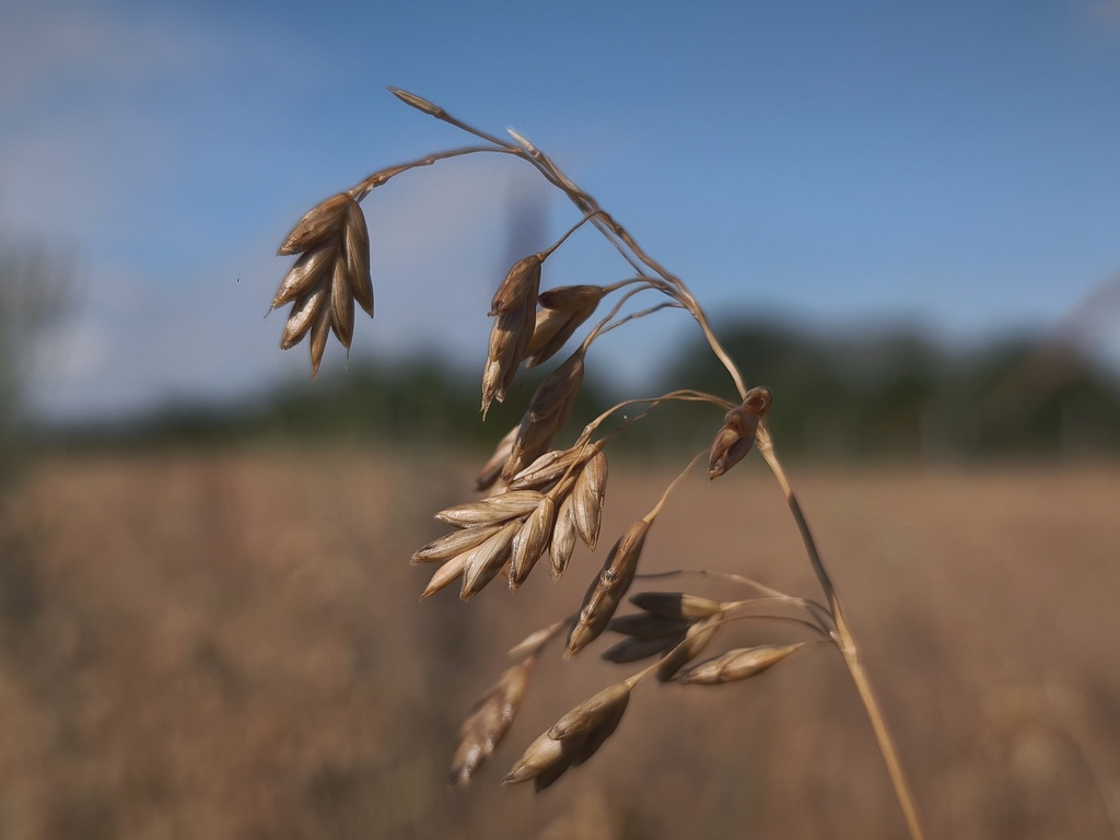 Bromus secalinus; photograph (c) arthur_haendler, some rights reserved (CC BY)