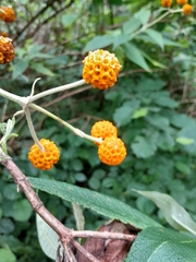 Buddleja globosa, photograph author not stated, no rights reserved