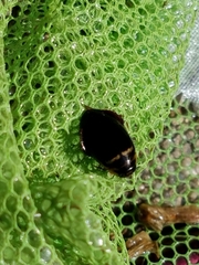 Thermonectus basillaris