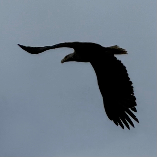 White-tailed Eagle