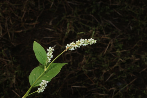 Persicaria orientalis, photograph 6