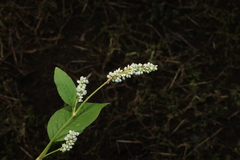 Persicaria orientalis, photograph (c) Greg Tasney, some rights reserved (CC BY-SA)