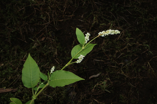 Persicaria orientalis, photograph 5