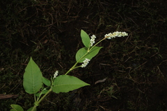 Persicaria orientalis, photograph (c) Greg Tasney, some rights reserved (CC BY-SA)