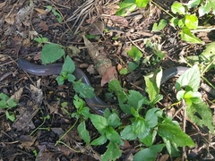 Dermophis mexicanus
