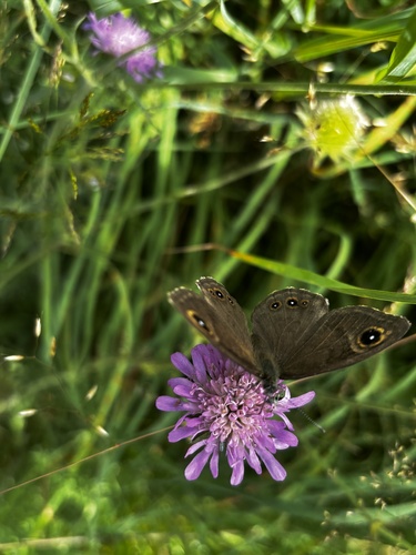Large Wall Brown