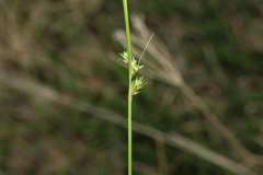 Carex inversa, photograph (c) Greg Tasney, some rights reserved (CC BY-SA)