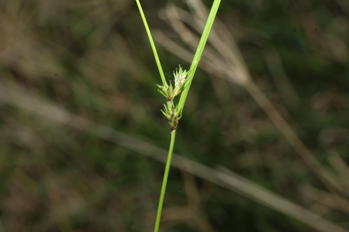 Carex inversa, photograph 2