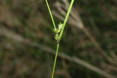 Carex inversa, photograph (c) Greg Tasney, some rights reserved (CC BY-SA)