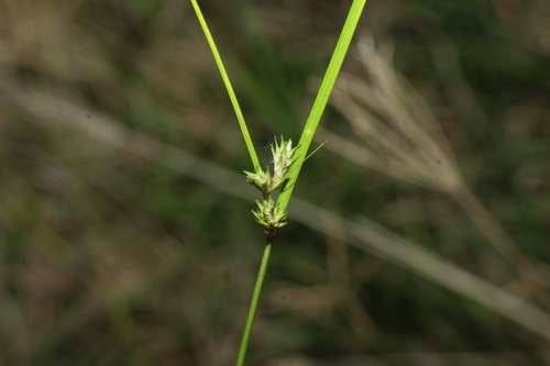 Carex inversa