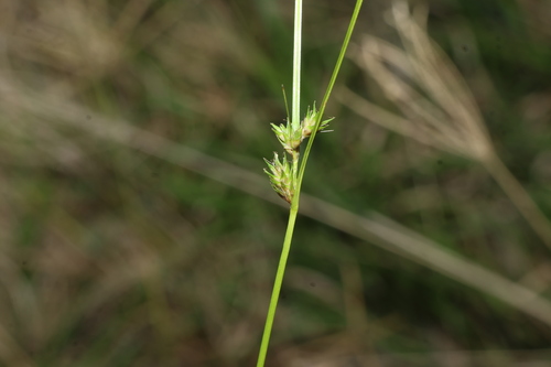 Carex inversa, photograph 3