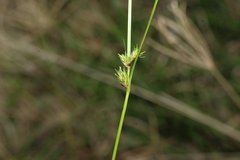 Carex inversa, photograph (c) Greg Tasney, some rights reserved (CC BY-SA)