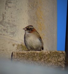 Zonotrichia capensis