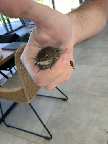 Sardinian Warbler