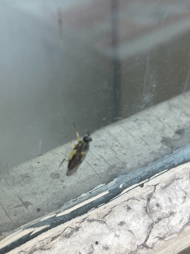 Drab Wood Soldier Fly