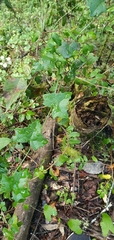 Delairea odorata