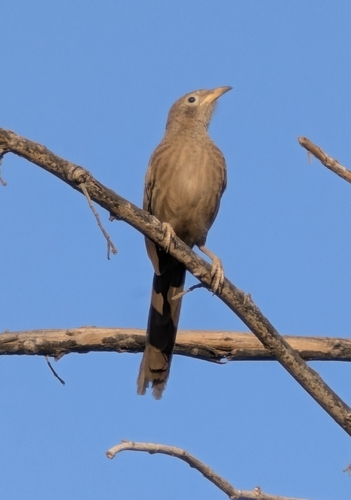 Arabian Babbler