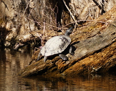Pseudemys rubriventris