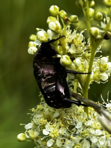 Copper Chafer